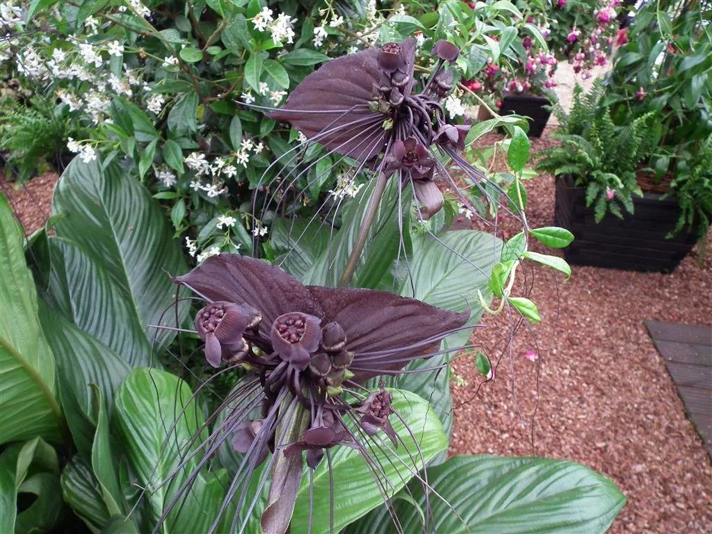 Floral marquee in the long water area 38